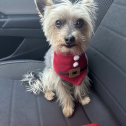 Veterinaria Superrito