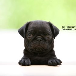 Veterinaria Versalles