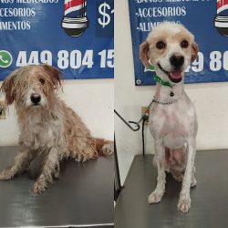 Veterinaria Y Estética Canina Zavet & Dog Barber