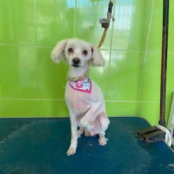 Negocio Veterinaria Y Estética Sf.