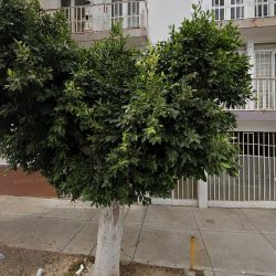 Veterinario A Domicilio