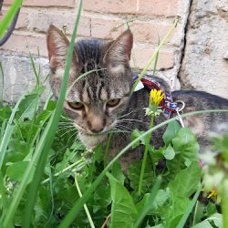 Negocio Vh Veterinaria Hospital