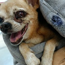 Negocio Aalak Veterinarios Cd. Caucel, Mérida.