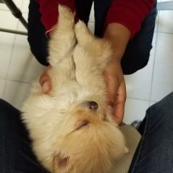 Negocio Alpha Servicios Veterinarios