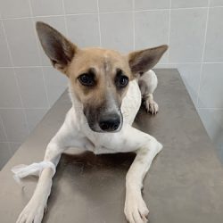 Alta Vet Clínica Veterinaria