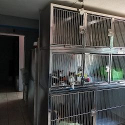 Animal Land ,consulta, Servicio De Cremación, Cirugía, Desparasitación, Vacunas, Pensión, Hospitalización.