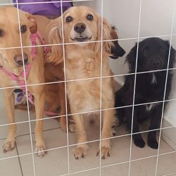 Antirrábico De Cuautitlán