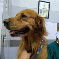 Negocio Arca De Noé La Acocota