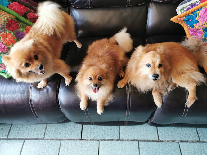 Barf Alimento Para Perros-mvzen Nutrición Canina