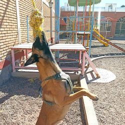 Can-inn, Como En Casa Hotel Y Guarderia De Mascotas