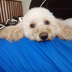 Negocio Canis & Cattus Veterinaria