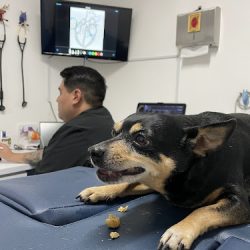 Cardiología Veterinaria México Cdmx