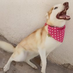 Cat & Dog Pet Shop And Spa