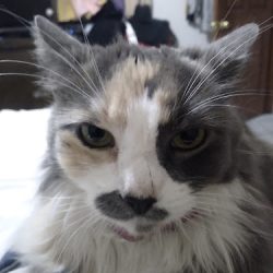 Negocio Centauro Quirón Clínica Veterinaria & Spa