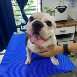 Central Médica Veterinaria-- Hospital Veterinario De Especialidades