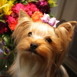 Negocio Central Veterinaria