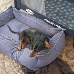 Centro Médico Veterinario Animal Care