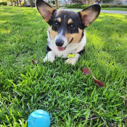Centro Médico Veterinario Gavet