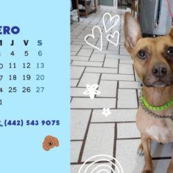Centro Veterinario Akbal