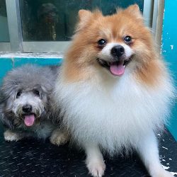 Centro Veterinario Healthy Dogs & Cats