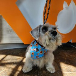 Centro Veterinario Kansas