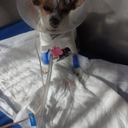 Centro Veterinario La Paz