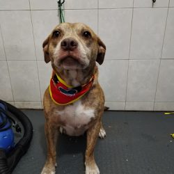 Negocio Centro Veterinario Patitas Suaves