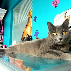 Centro Veterinario Xochimilco