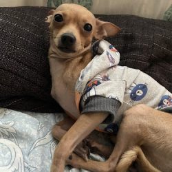 Cli-vet, Clínica Vererinaria, Pet Shop And Spa