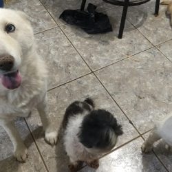 Negocio Clínica Veterinaria Aguilar