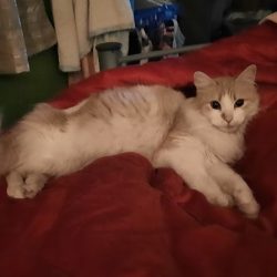 Clínica Veterinaria Alebrijes