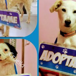 Clinica Veterinaria Animal Paradise