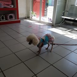 Clínica Veterinaria Animal´s