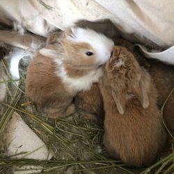 Clínica Veterinaria Animals World ( Matriz )