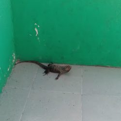 Clínica Veterinaria Beethoven