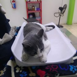 Negocio Clinica Veterinaria Bulldoc