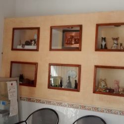 Negocio ClÍnica Veterinaria Chihuahua Dra. Segura