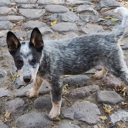 Clínica Veterinaria Del Parque