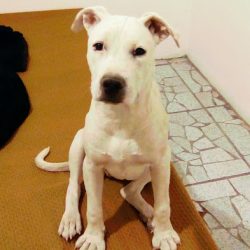 Negocio Clínica Veterinaria Doctor Licón