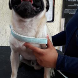 Clínica Veterinaria "garritas"