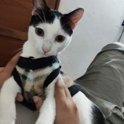 Clínica Veterinaria "good Boy"