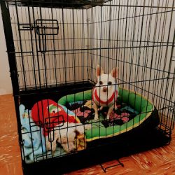 ClÍnica Veterinaria Guau-po