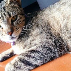 Negocio Clinica Veterinaria Healthy Pet´s