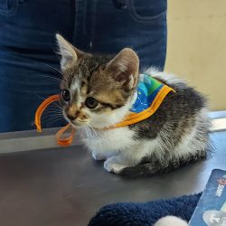 Clínica Veterinaria "la Judí & Cuca"