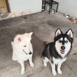 Negocio Clínica Veterinaria La Sierra