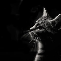 Negocio Clínica Veterinaria Los Almendros