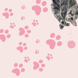 Clínica Veterinaria Paraíso Pets Sucursal Pie De La Cuesta