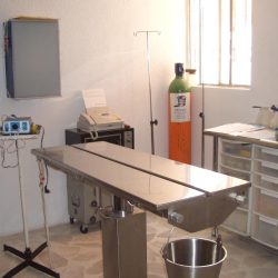 Clinica Veterinaria Pegaso