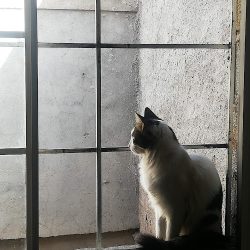 Clínica Veterinaria Pietra