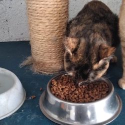 Clínica Veterinaria Santa Elena